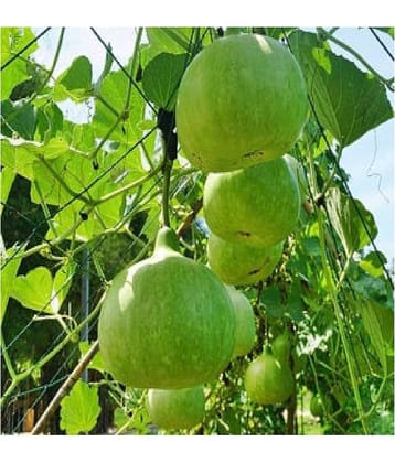 BOTTLE GOURD ROUND LAUKI 15 SEEDS PACK WITH MANAUL