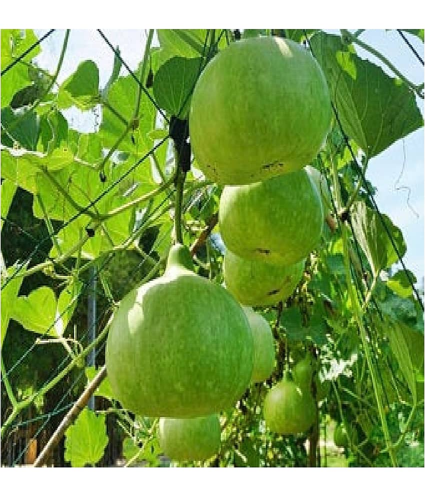 BOTTLE GOURD ROUND LAUKI 15 SEEDS PACK WITH MANAUL