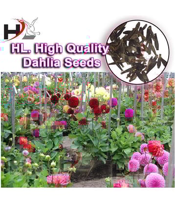 HL. Dahlia Hybrids Mixed Color - Dahlia Flower Seeds