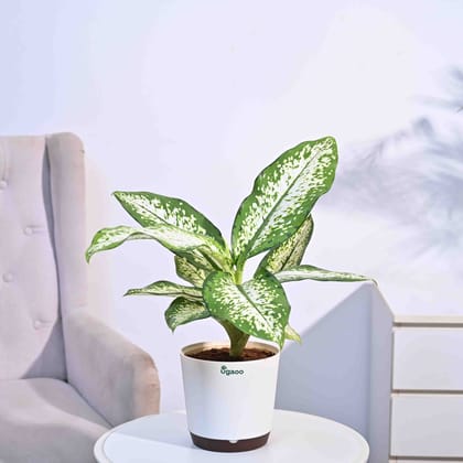 Dieffenbachia Delilah - Large-Ivory / Krish
