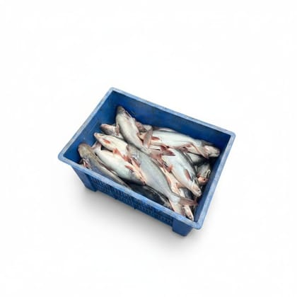 Fresh Fish in Crate - 20 kg - One crate of fresh fish
