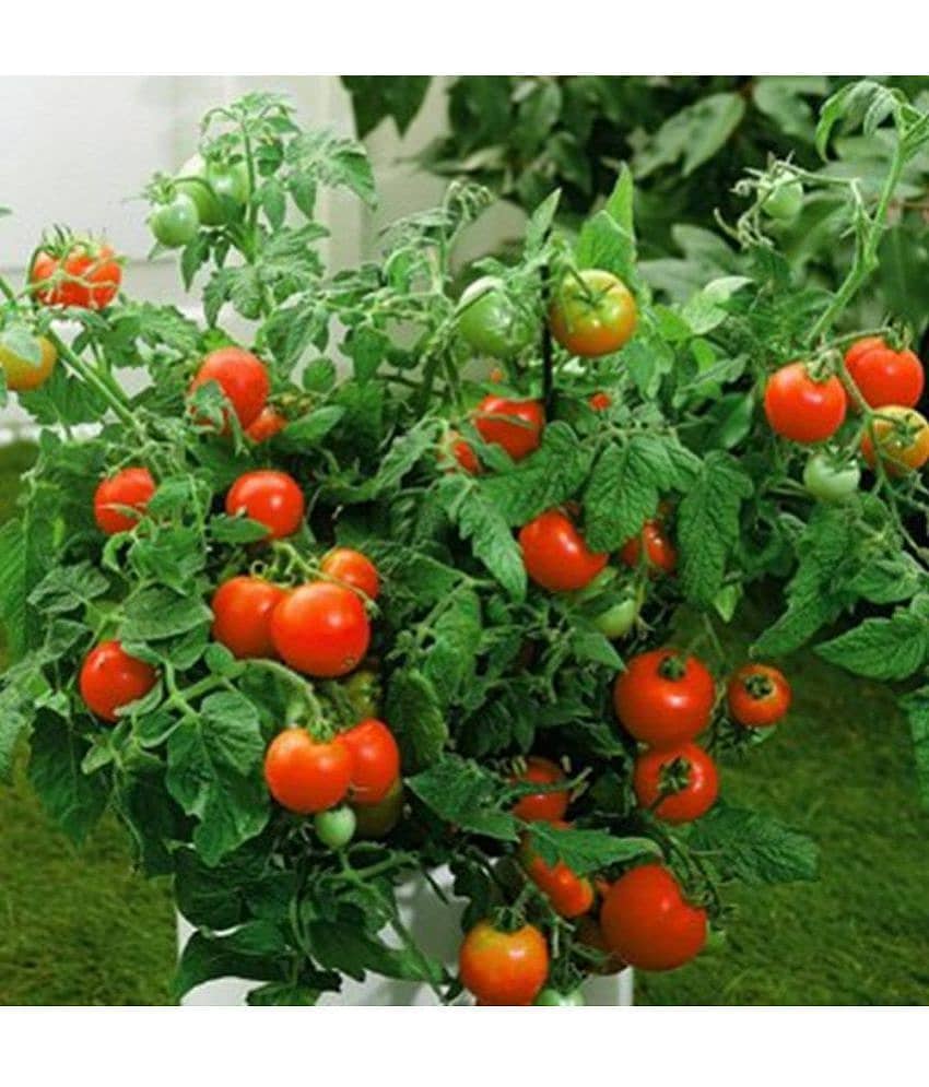 OhhSome High Yield Tomato F1 Red Ruby Hybrid 50 Vegetable Seeds