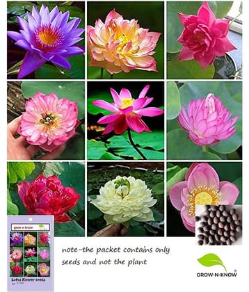 grow n know Lotus Flower ( 12 Seeds )