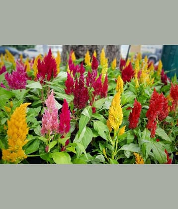 CLASSIC GREEN EARTH - Celosia Vegetable ( 60 Seeds )