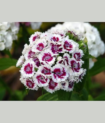 CLASSIC GREEN EARTH - Sweet William Flower ( 70 Seeds )
