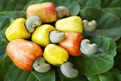 Raw Cashew Nuts - Kaccha Kaju 12 PIC