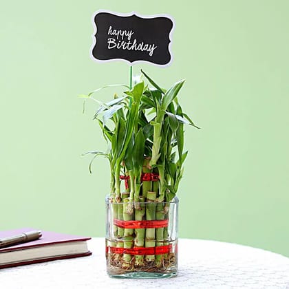 2 Layer Bamboo Plant For Birthday