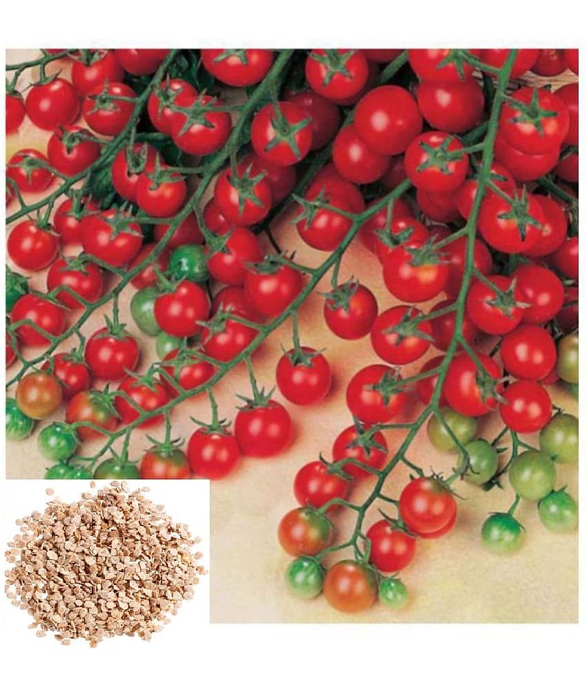 Cherry Tomato High Germination Seeds - Pack Of 50 Hybrid Seeds