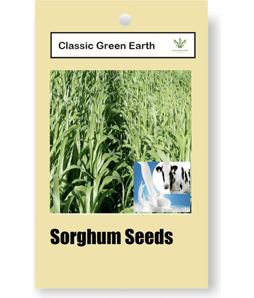 CLASSIC GREEN EARTH - Grass Seeds ( JUMBOO GRASS SEEDS 1000 SEEDS )
