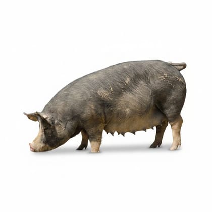 Fresh Farm-Raised Pork - 10 kg - One whole unit