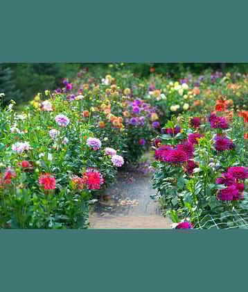 HN organic seed - Dahlia Mixed Flower ( 25 Seeds )