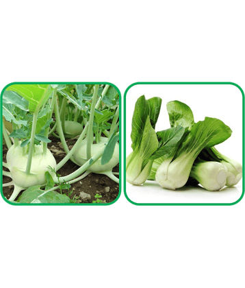 Aero Seeds Pak Choi ( 50 Seeds) And Knol Khol ( 50 Seeds) Vegetable Seeds Pack