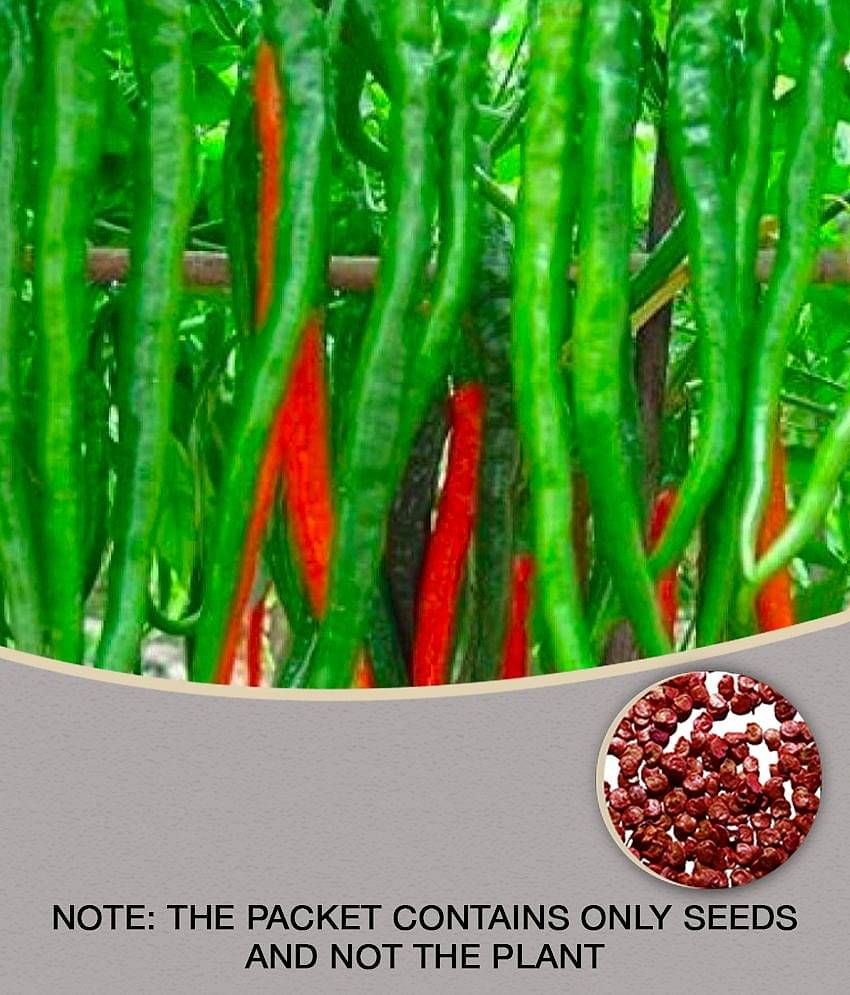 Red Long Chilli Hot and Spicy Red Chili Pepper Seeds 100