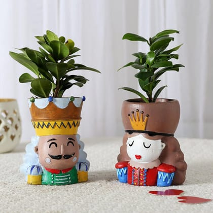 Ficus Compacta Plant In King Queen Pot (Hand Delivery)