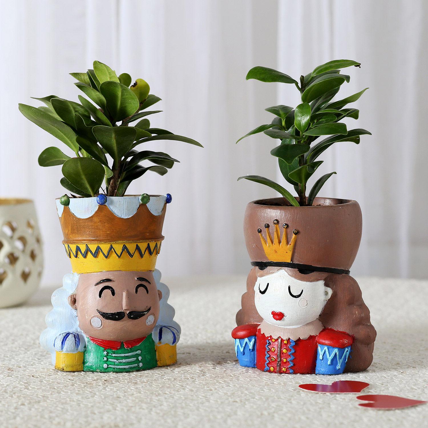 Ficus Compacta Plant In King Queen Pot (Hand Delivery)