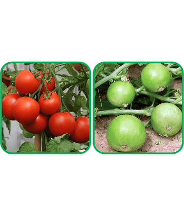 Aero Seeds Tinda ( 30 Seeds) And Tomato ( 50 Seeds) Vegetable Seeds Pack