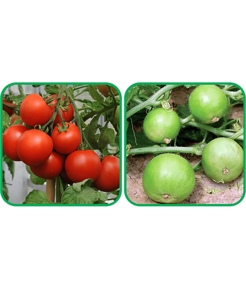 Aero Seeds Tinda ( 30 Seeds) And Tomato ( 50 Seeds) Vegetable Seeds Pack