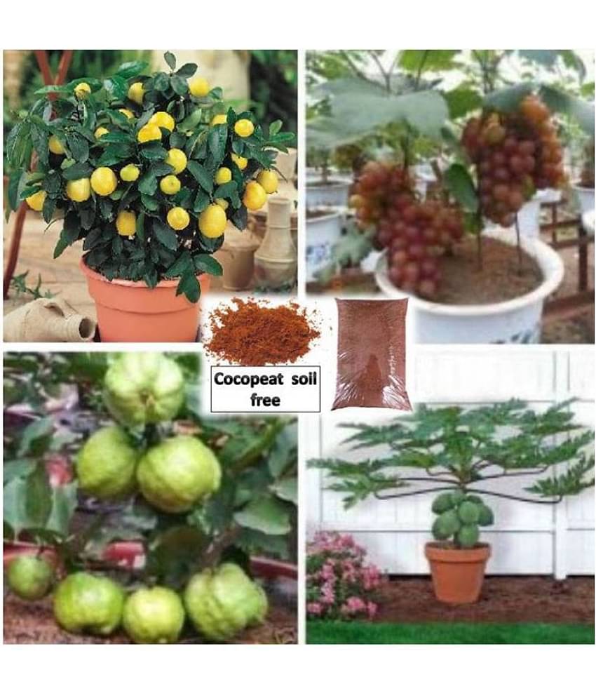pack of 4 fruit seeds (GUAVA GRAPES PAPAYA LEMON ) 5 - 5 SEEDS OF EACH ONE FRUIT WITH MANUAL + cocopeat soil free