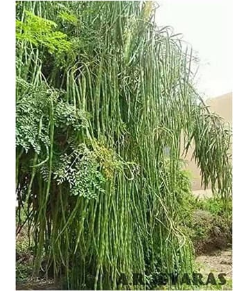 BS SEEDS Drum Stick-Moringa,Murangai, Saijan Ki Phalli,Saragavo (15 Seeds)