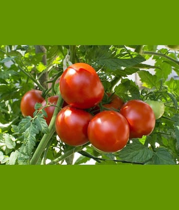 LiveNature Desi Tomato Seeds | Vegetable Plant Seeds For Home Garden & Terrace – Pack of 100 Seeds