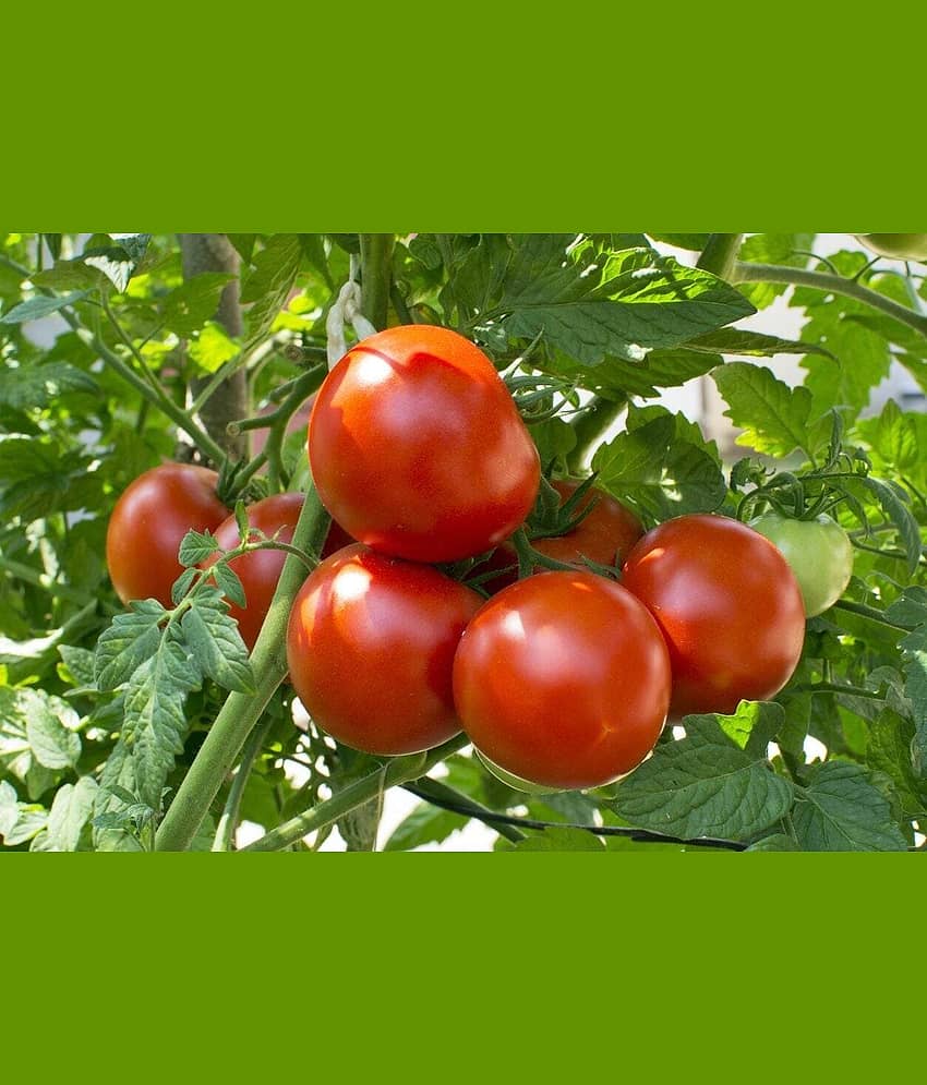 LiveNature Desi Tomato Seeds | Vegetable Plant Seeds For Home Garden & Terrace – Pack of 100 Seeds
