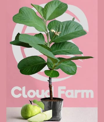 Cloud Farm Outdoor Fruit Plant ( Pack of 1 )