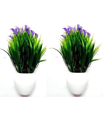 Green plant indoor Wild Flower Blue Flowers With Pot - Pack of 2