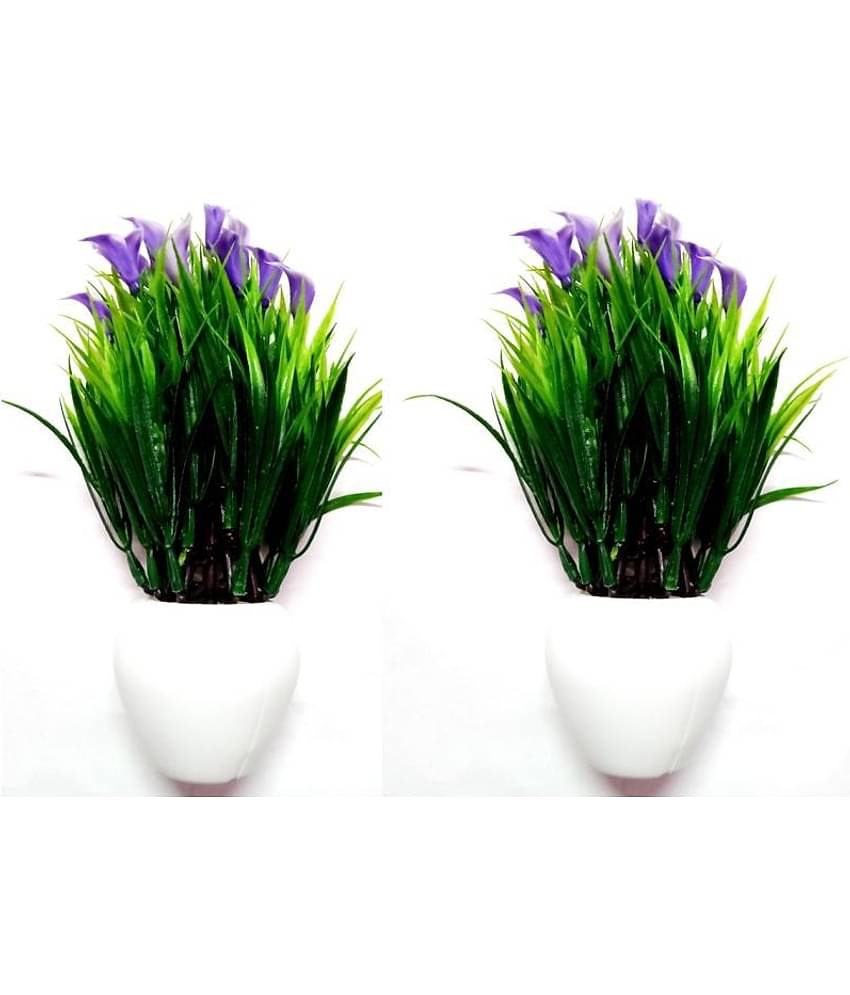 Green plant indoor Wild Flower Blue Flowers With Pot - Pack of 2