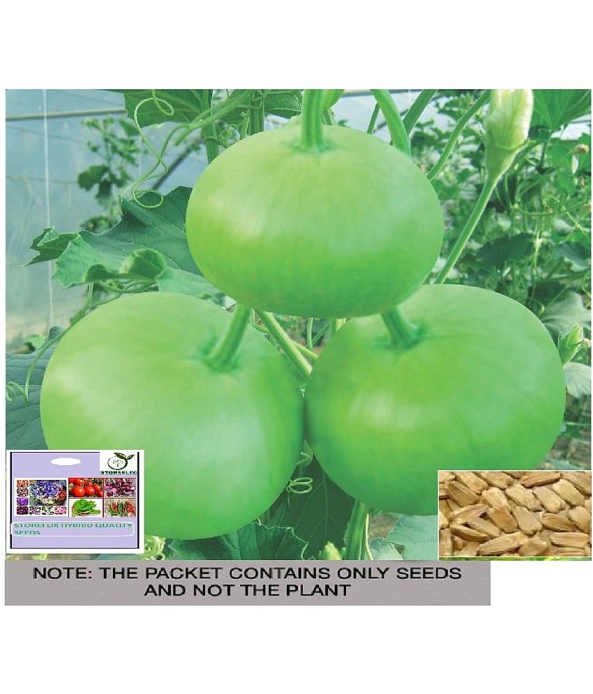 STOREFLIX Bottle Gourd Vegetable ( 10 Seeds )