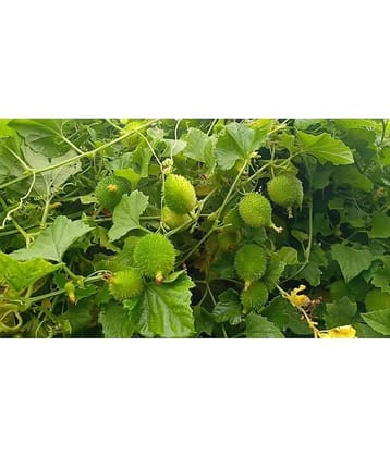 HN organic seed - Kantola Vegetable ( 20 Seeds )