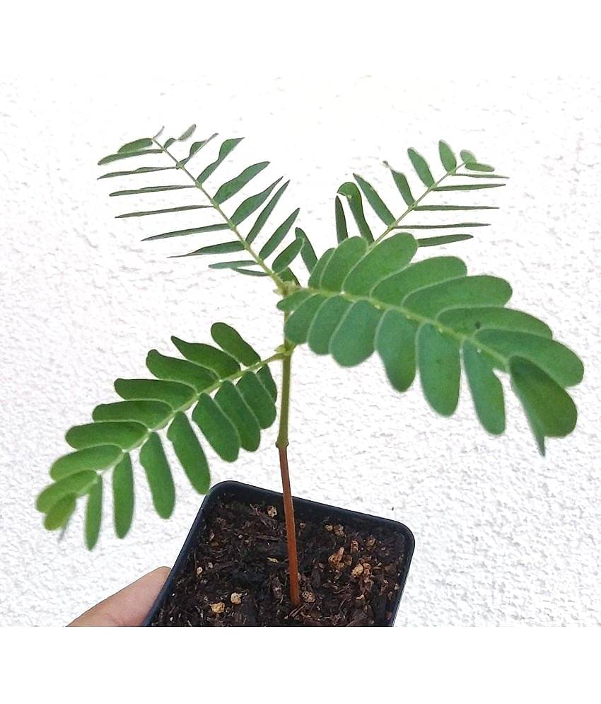 Tamarind Imli Fruit Plant Seeds For Garden (20 Seeds Pack)