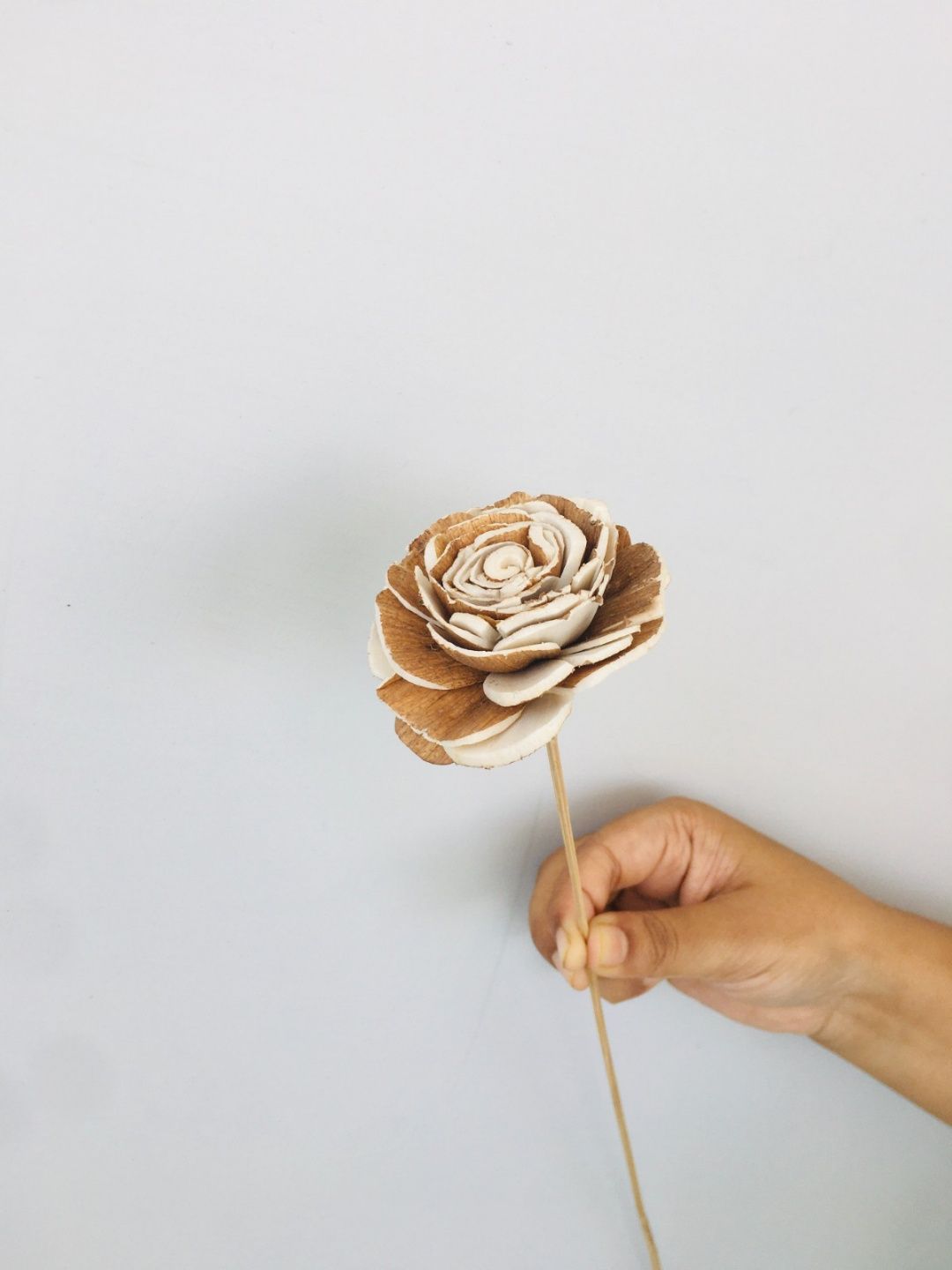 Almond Rose Sola Flower (5pcs)