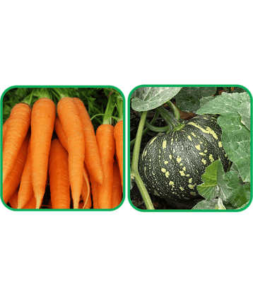 Aero Seeds Pumpkin ( 30 Seeds) And English Carrot ( 100 Seeds) Vegetable Seeds Pack