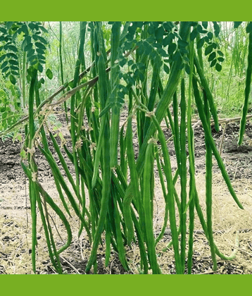 Jignisha Seeds Hybrid Moringa (Drumstick) Vegetable ( 30 Seeds )