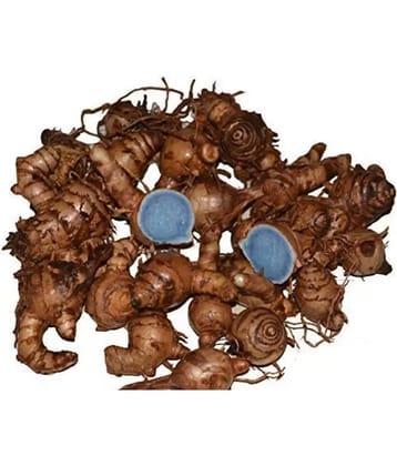 VIDHAN ART Black Kali Haldi ( Pack of 9 )