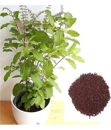DECORPLIX Tulsi (Holy Basil) Plant ( 400 Seeds )