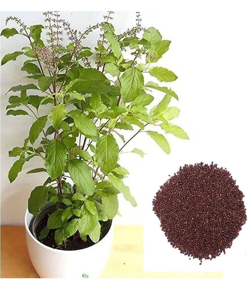 DECORPLIX Tulsi (Holy Basil) Plant ( 400 Seeds )