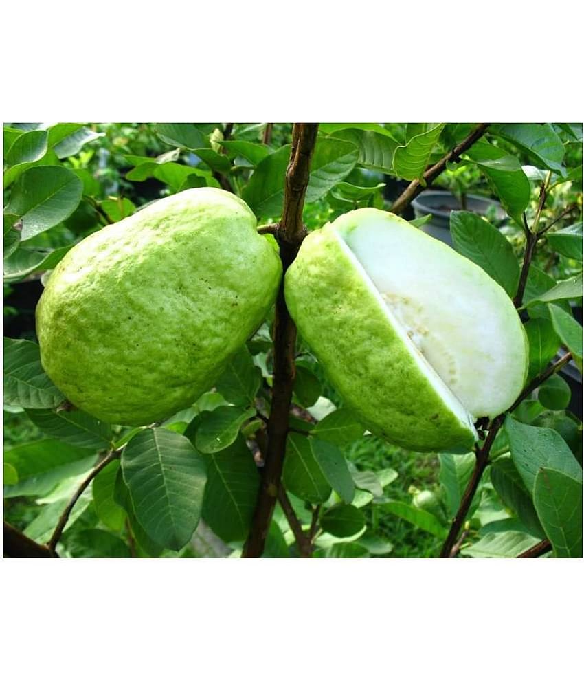White Sweet Psidium Guajava Guava Fruit Seeds for growing - Pack of 50 seeds