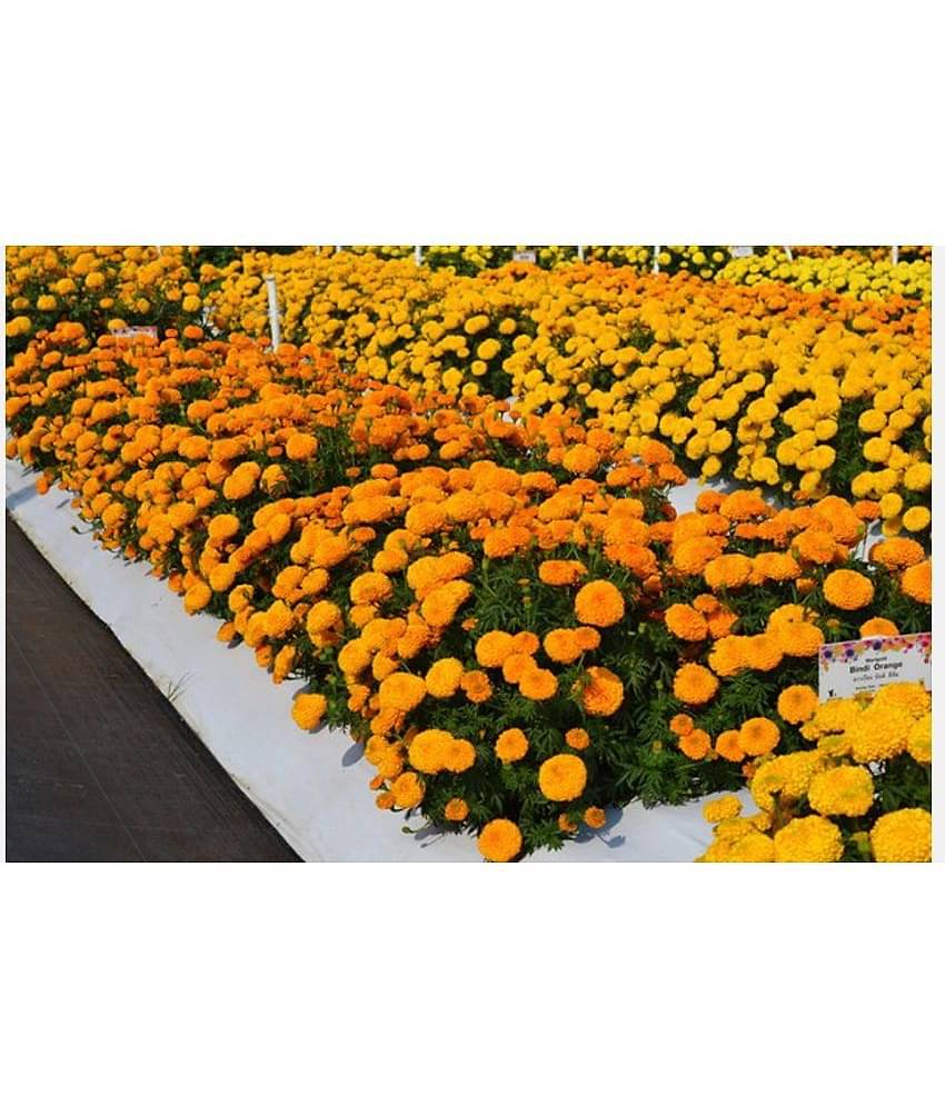 homeagro - Marigold Flower ( 50 Seeds )