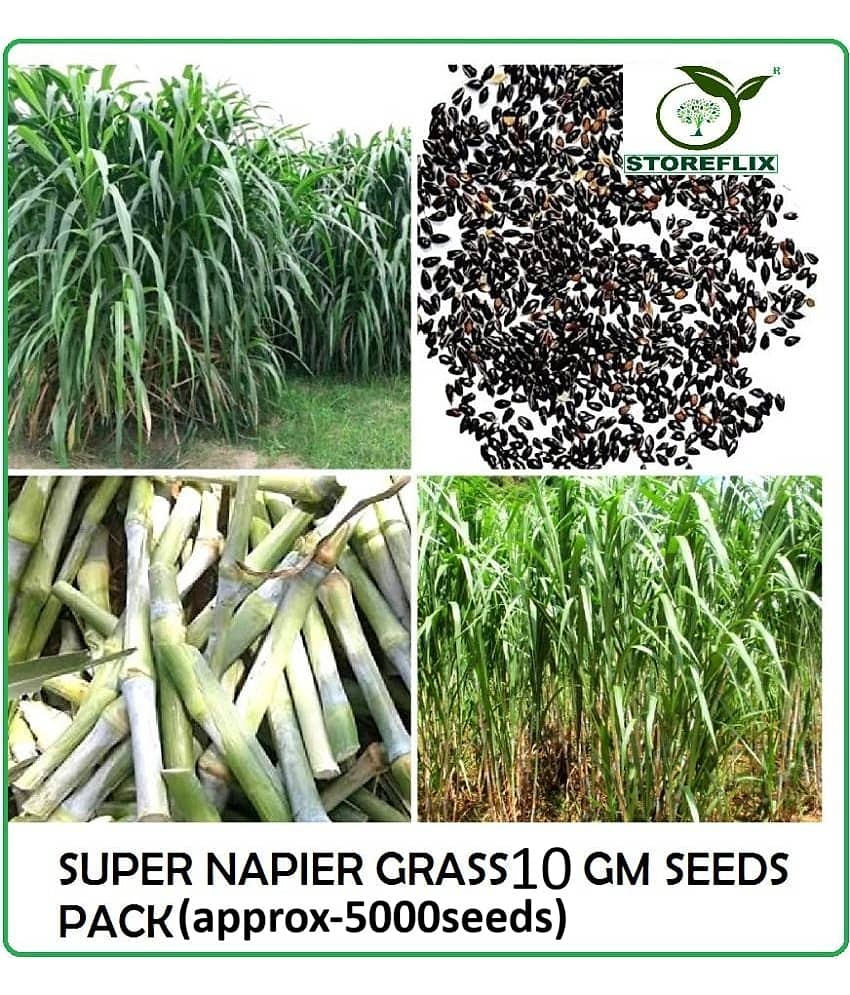 super napier green elephant grass 10 gm seeds pack for outdoor farming use with instrucion manual