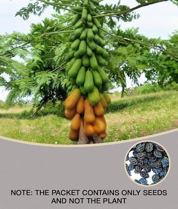 Climate Seeds Thai Papaya Hybrid Variety Dwarf Fruit - 50 Seeds