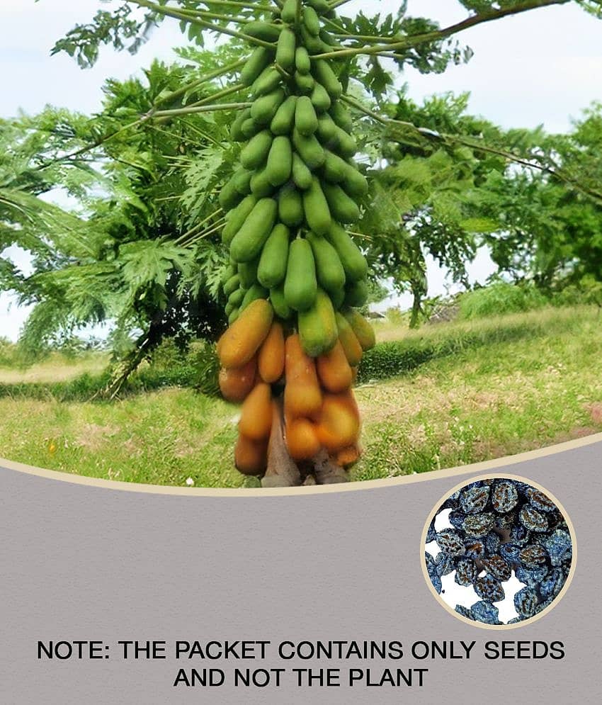 Climate Seeds Thai Papaya Hybrid Variety Dwarf Fruit - 50 Seeds