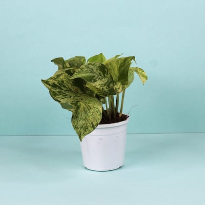 Money Plant Marble-Grow Pot / White