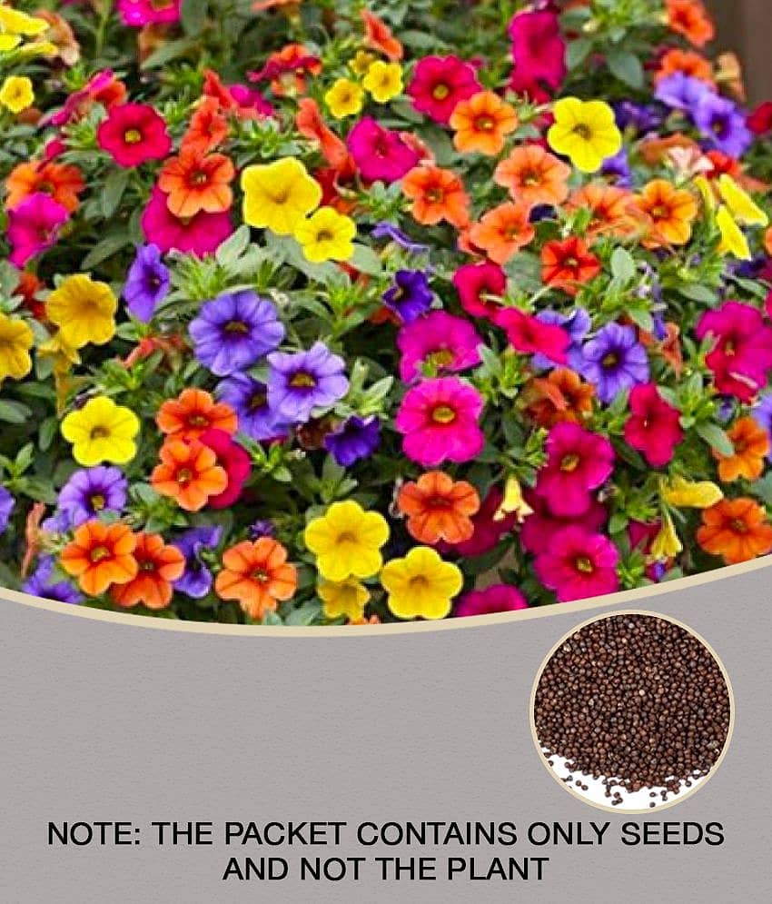 Petunia Flower Best Quality Premium Hyrbrid - 50 - seeds
