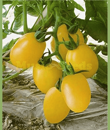 Vedhahi Organic Yellow Cherry Tomato Vegetable ( 10 Seeds )
