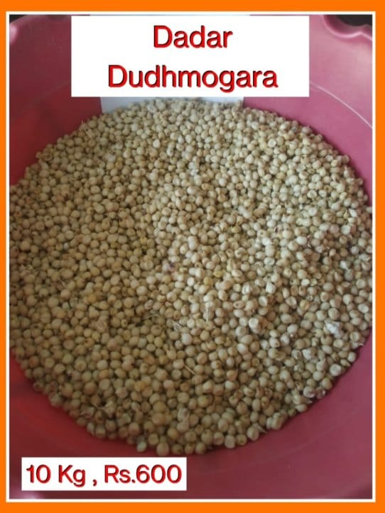 Dadar Dudhmogara Jowar (10 kg) | Premium Quality Sorghum Grain | Healthy Staple