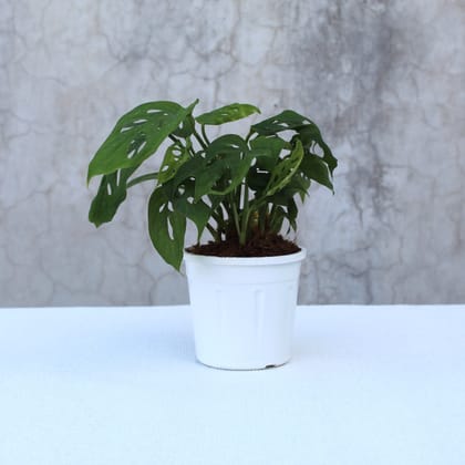 Broken Heart Plant-Grow Pot / White