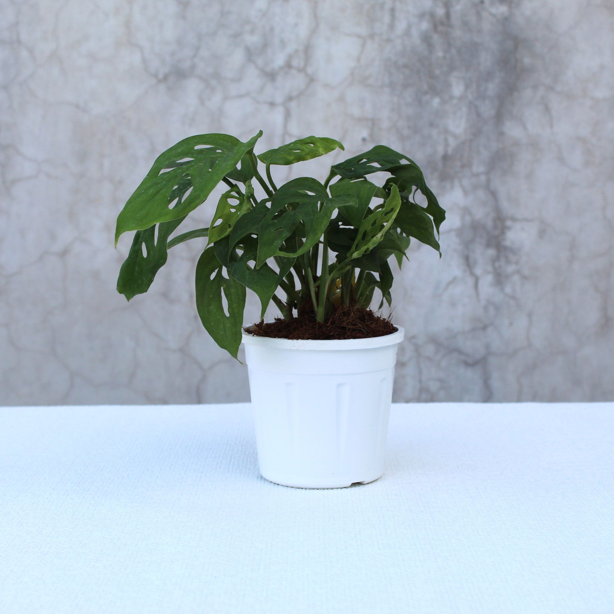 Broken Heart Plant-Grow Pot / White