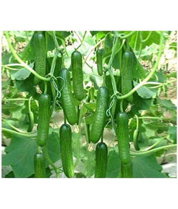 Vegetable Seeds Cucumber - For Home Garden/Kitchen Garden (Pack of 50 Seeds)