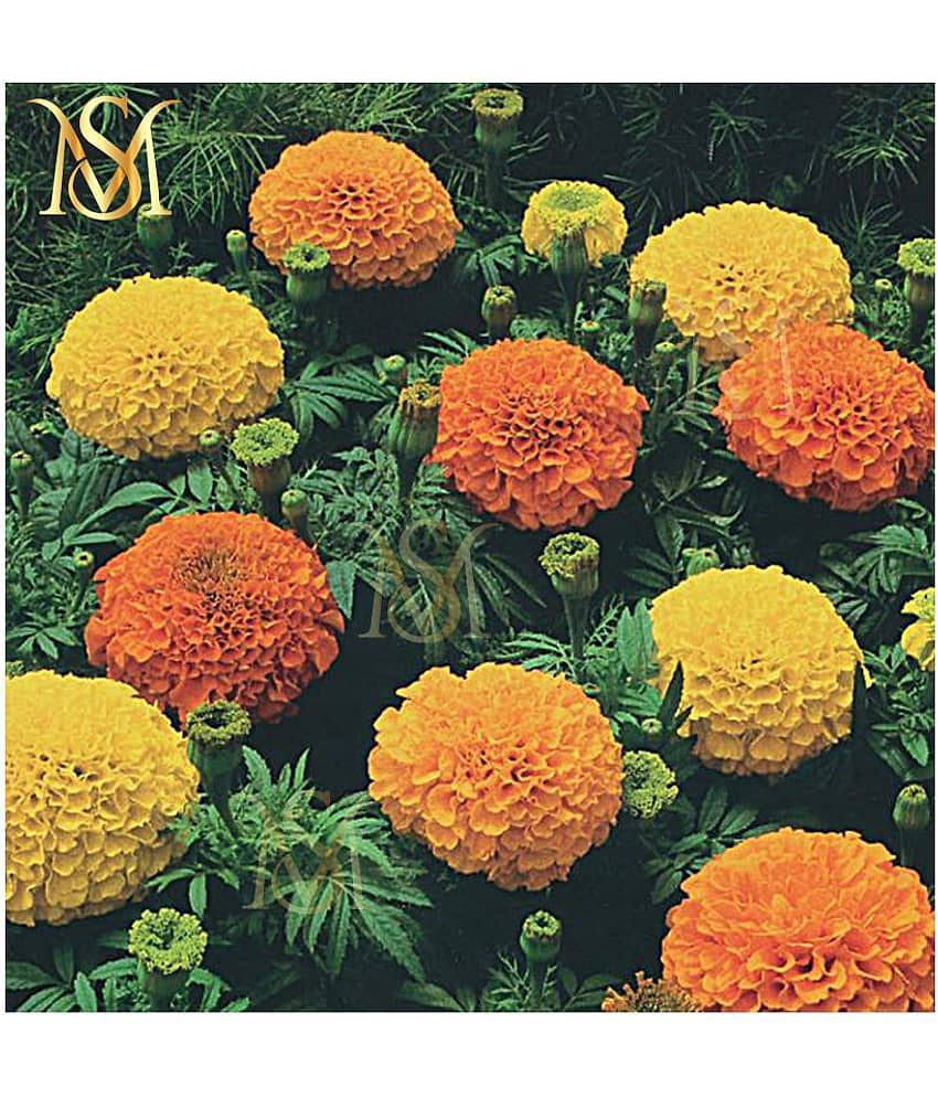 MS. Marigold Seeds MIX 30 seeds